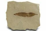 Fossil Leaf (Cedrelospermum) - Green River Formation, Utah #334316-1